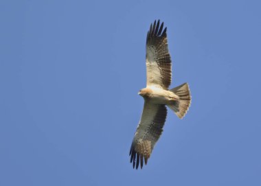Çizmeli kartal (Aquila pennata), Yunanistan