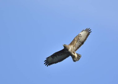 Avrasya Şahini (Buteo buteo), Yunanistan