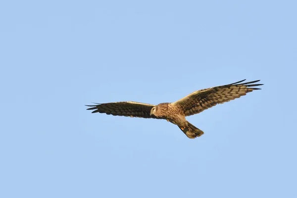 Pallid Harrier Circus Macrourus Kréta — Stock fotografie