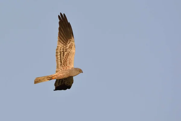 Montagu Harrier Circus Pygargus Grécia — Fotografia de Stock