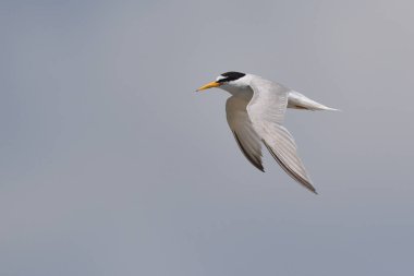Küçük sumru - Sterna albifrons, Midilli, Yunanistan 
