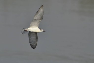 Bıyıklı sumru - Chlidonias hybridus, Crete 