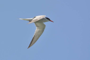 Ortak Tern (Sterna hirundo), Yunanistan