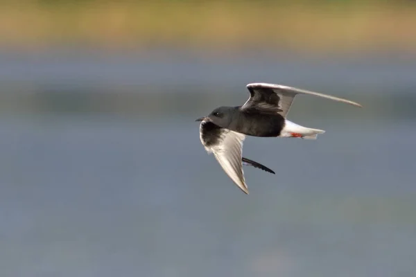 Vitvingad Tärna Eller Vitvingad Svart Tärna Chlidonias Leucopterus Grekland — Stockfoto