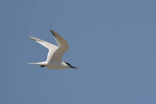 Charrán Sándwich Thalasseus Sandvicensis Grecia — Foto de Stock