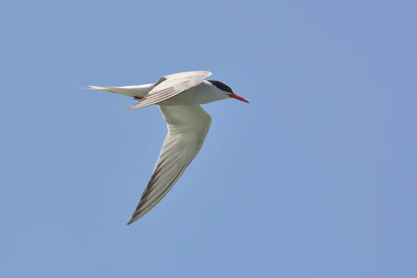 Common Tern Sterna Hirundo Grecia — Foto de Stock