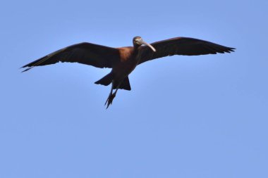 Parlak Ibis (Plegadis falcinellus), Girit
