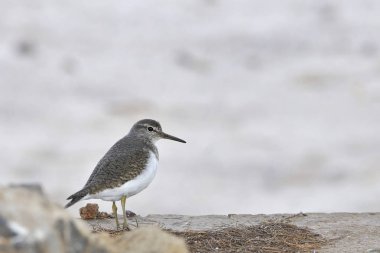 Ortak Çulluk (Actitis hypoleucos) Girit, Yunanistan 