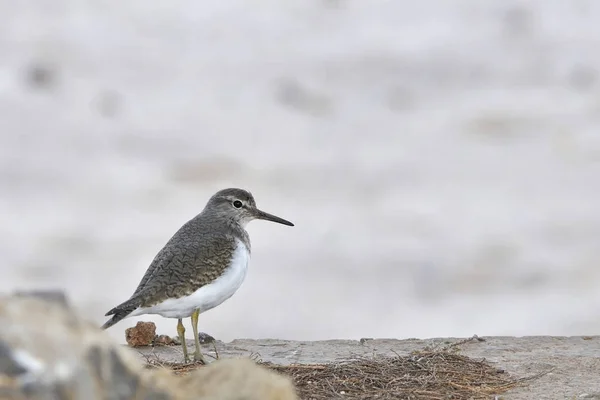 Bécasseau Commun Actitis Hypoleucos Crète Grèce — Photo