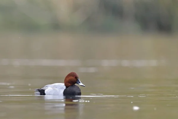 Pochard Comum Aythya Ferina Creta — Fotografia de Stock