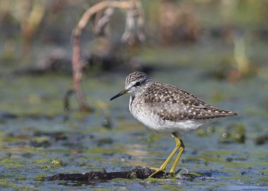 Çulluk - Tringa Glareola, Girit