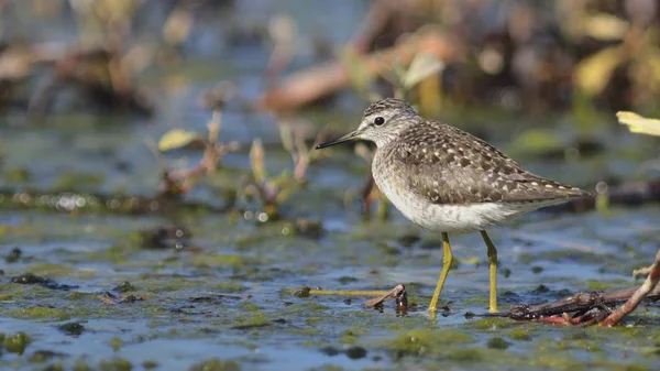 Houtzanderig Tringa Glareola Kreta — Stockfoto