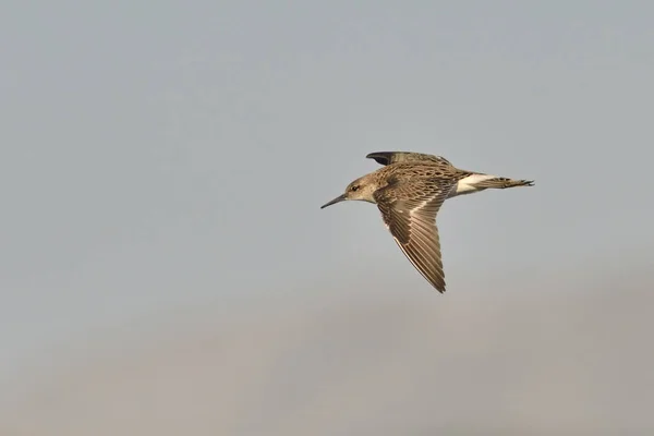 Halskrause Philomachus Pugnax Beton — Stockfoto