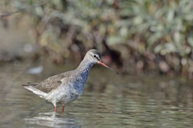 Spotted Redshank (Tringa erythropus), Crete clipart