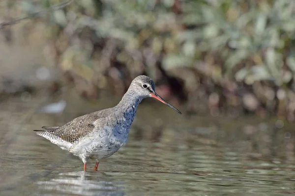 Manchado Redshank Tringa Erythropus Creta — Fotografia de Stock