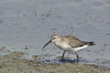 Curlew Sandpiper (Calidris ferruginea), Yunanistan