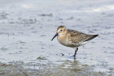 Dunlin (Calidris alpina), Yunanistan