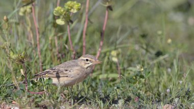 Tawny pipit - Anthus campestris, Girit