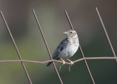 Woodlark veya ahşap toygar (Lullula arborea), Crete