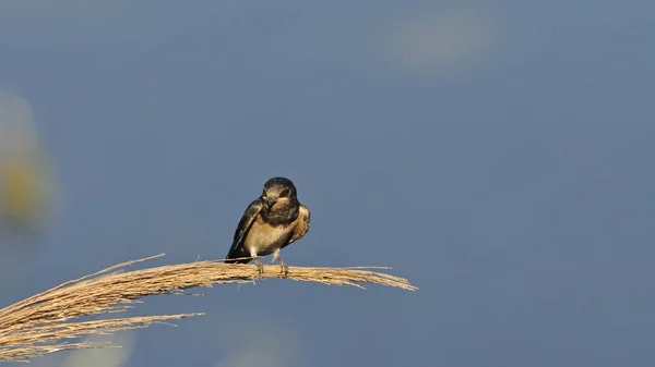 Barn Swallow Hirundo Rustica Crete — Stock Photo, Image