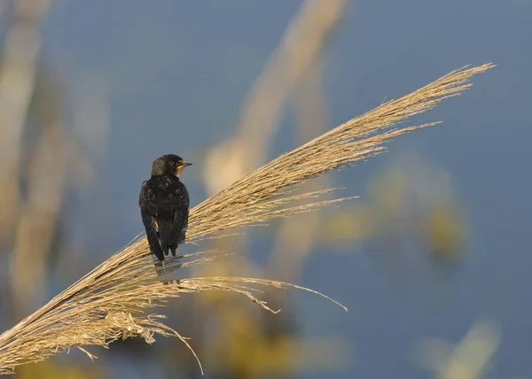 Schwalbe Hirundo Rustica Beton — Stockfoto