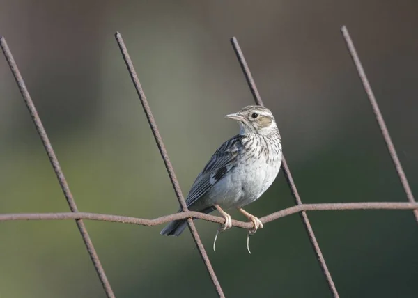 Woodlark Lullula Arborea 크레타 — 스톡 사진