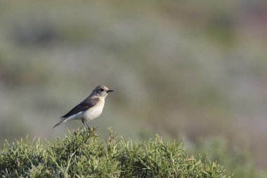 Siyah kulaklı Wheatear (Oenanthe melanoleuca), Girit