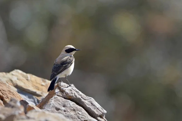 Wheatear Orelha Preta Oenanthe Melanoleuca Creta — Fotografia de Stock