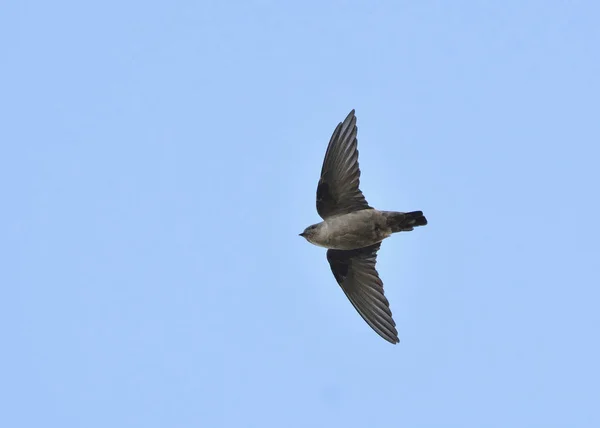 Eurasian Crag Martin Ptyonoprogne Rupestris Grécia — Fotografia de Stock