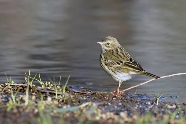 Щеврик Лучний Anthus Польовий Крит — стокове фото