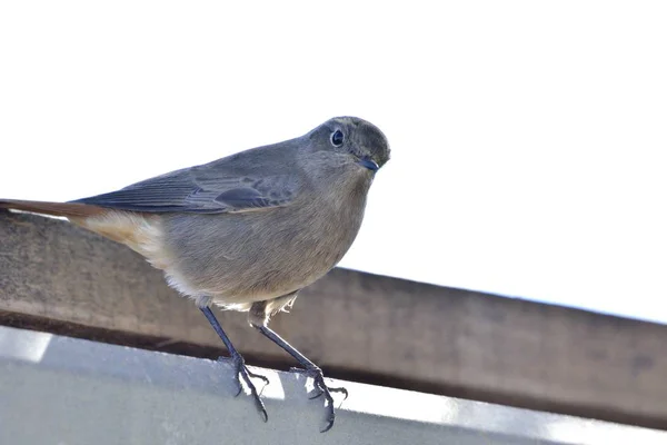 Hausrotschwanz Phoenicurus Ochruros Beton — Stockfoto