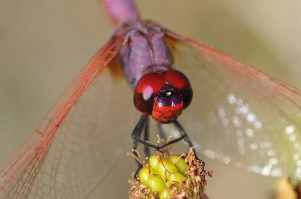 Abandono Violeta Trithemis Annulata Creta —  Fotos de Stock