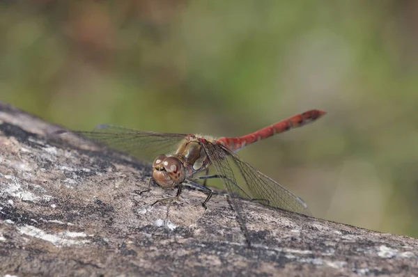 Darter Sympetrum Striolatum Beton — Stockfoto