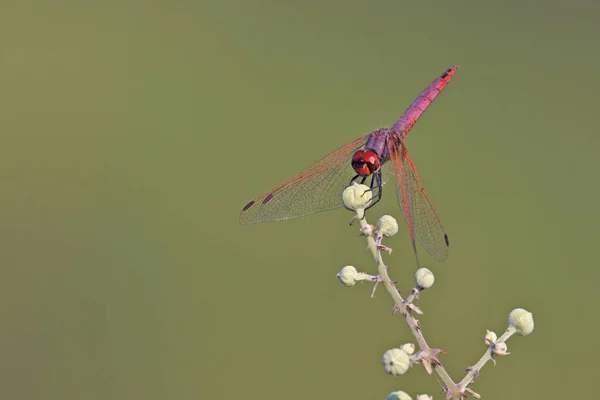 Violet Dropwing Trithemis Annulata Crete — Stockfoto