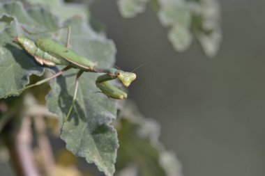 Iris oratoria, aynı zamanda ortak ad Akdeniz Mantis veya daha az sık Iris mantis, Crete bilinen