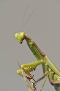 Iris oratoria, aynı zamanda ortak ad Akdeniz Mantis veya daha az sık Iris mantis, Crete bilinen