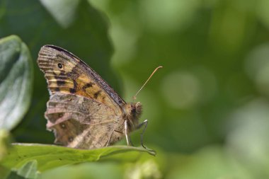Benekli ahşap - kayısı ağacı üzerinde Pararge aegeria - Prunus armeniaca, Crete 