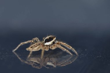 Örümcek Plexippus paykulli, Crete atlama 