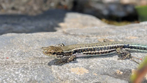 Ящерица Кретанская Podarcis Cretensis — стоковое фото