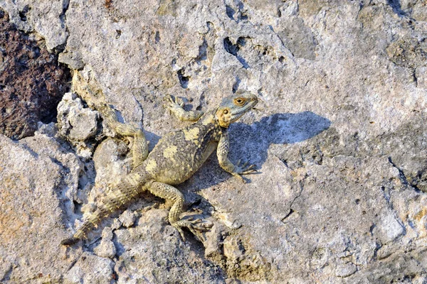 Sling Tail Agama Laudakia Stellio Grécia — Fotografia de Stock