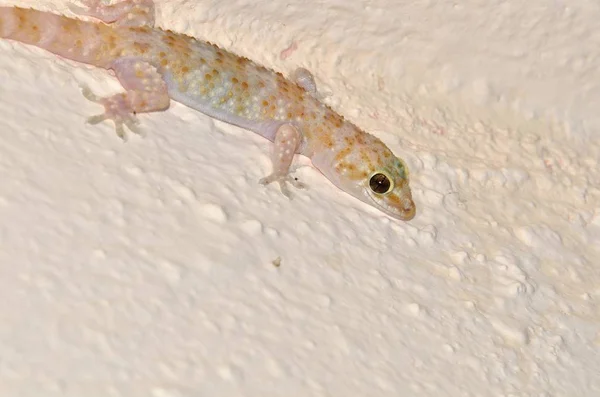 Mediterrán Ház Gecko Vagy Gyakrabban Török Gekkó Hemidactylus Turcicus Crete — Stock Fotó