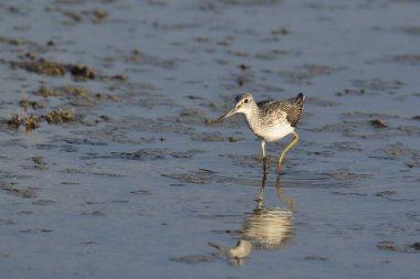 Greenshank - Tringa nebularia, Crete