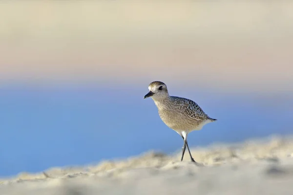 Серый Пловер Pluvialis Squatarola Крит — стоковое фото