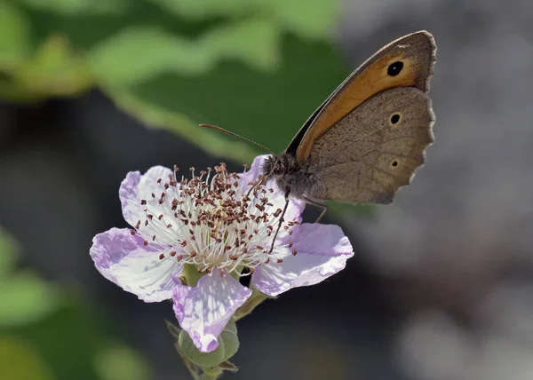 Meadow Brown Maniola Jurtina Grécia — Fotografia de Stock