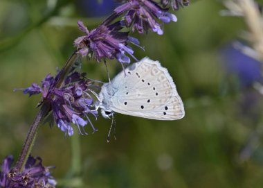 Polyommatus daphnis veya Meleageria daphnis - Meleagers mavi, Yunanistan 