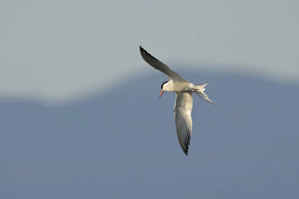 Sterne Pierregarin Sterna Hirundo Grèce — Photo