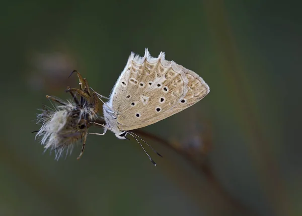 Meleageria Daphnis Meleagers Blauw Griekenland — Stockfoto