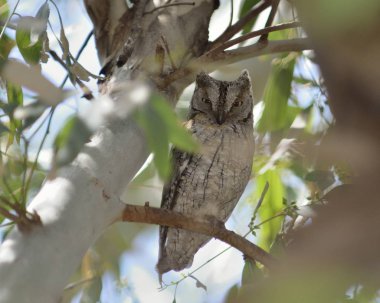 Avrasya Baykuşu (Otus scops), Yunanistan