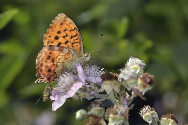 Fritilário Marmoreado Brenthis Daphne Grécia — Fotografia de Stock