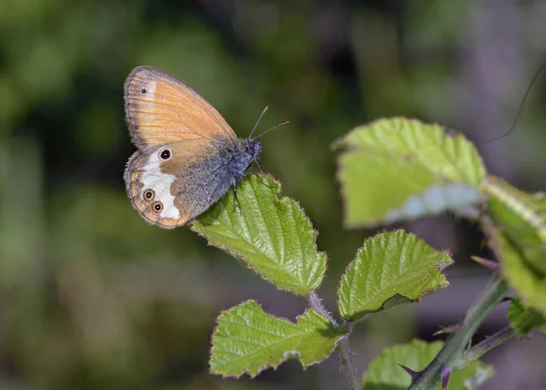 Pearly Heath Coenonympha Arcania Grécia — Fotografia de Stock